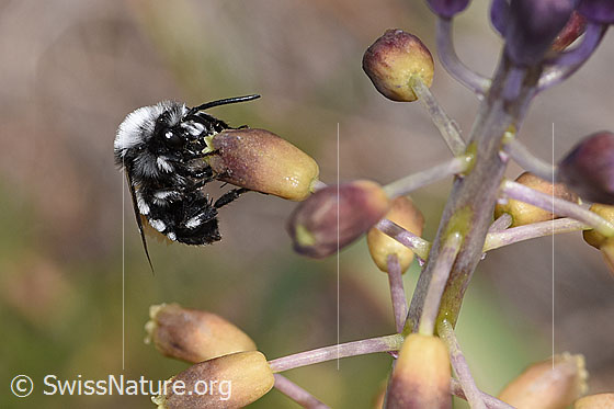 Photo: Melecta luctuosa on Muscari comosum. Length 12 - 15mm. Male. View from below.
