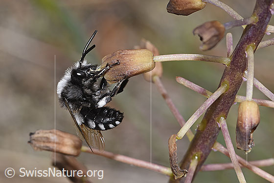 Foto: Pracht-Trauerbiene (Melecta luctuosa) an Schopfiger Bisamhyazinthe (Muscari comosum). Länge 12 - 15mm. Männchen. Wird auch Weissfleckige Trauerbiene genannt. Ansicht von der Seite.