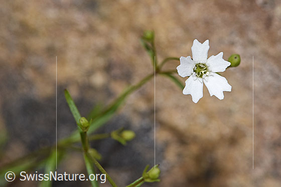 Strahlensame (Silene pusilla) Strahlensame (Silene pusilla)