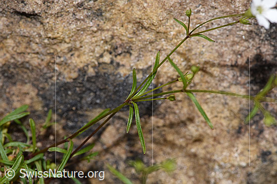 Foto: Strahlensame (Silene pusilla). Stängel und Blätter.