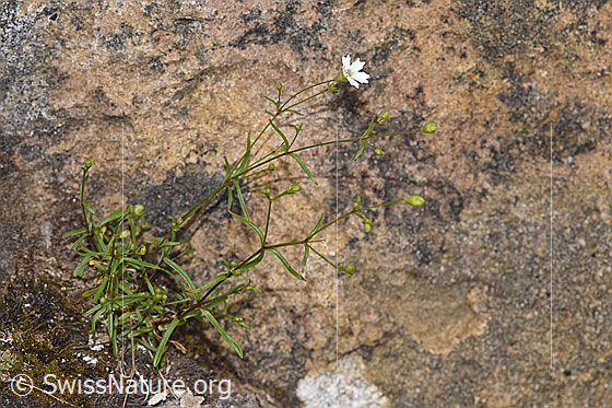 Foto: Strahlensame (Silene pusilla). Ganze Pflanze (Habitus). Höhe = 9cm.