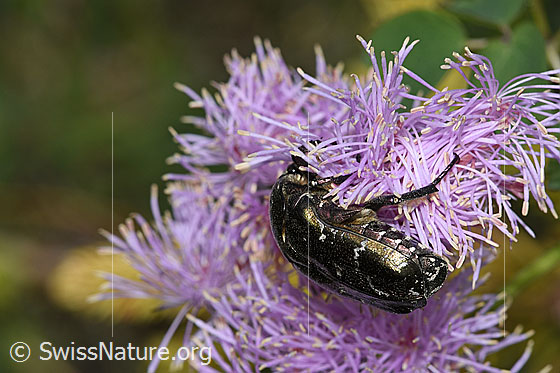 Photo: Cetonia aurata on Thalictrum aquilegiifolium. View from the side.
