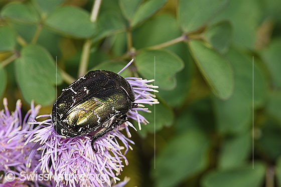 Photo: Cetonia aurata on Thalictrum aquilegiifolium. View from the upper rear side.