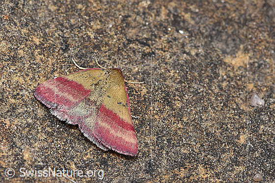 Photo: Phytometra viridaria. Wings open. View from above.