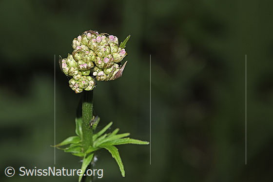 Photo: Valeriana officinalis. Inflorescence. Plant height = 77 cm. The blossoms are still closed.