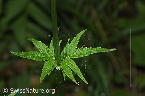 Photo: Valeriana officinalis. Stem and stem leaves.