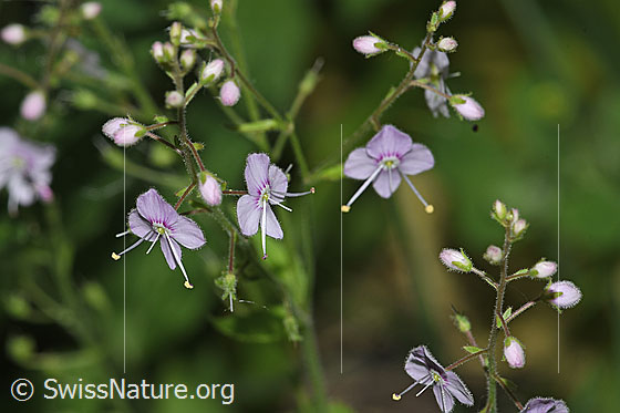 Foto: Nesselblättriger Ehrenpreis (Veronica urticifolia). Höhe der Pflanze = 30cm. Blüten.