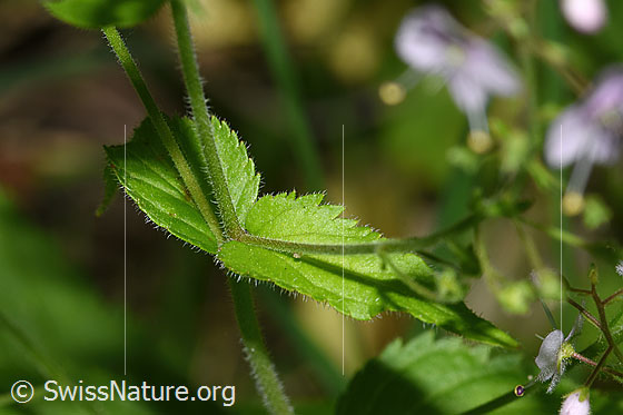 Foto: Nesselblättriger Ehrenpreis (Veronica urticifolia). Stängel und Blätter.