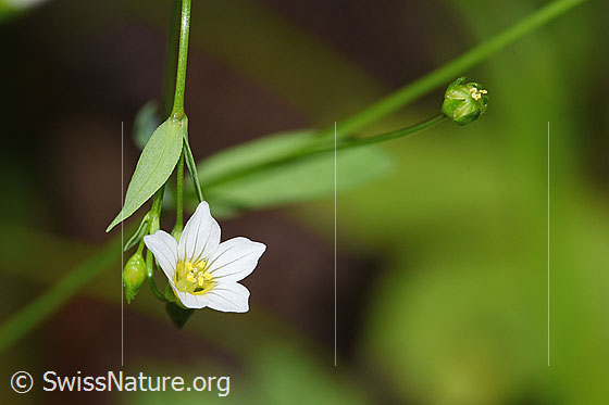 Foto: Purgier-Lein (Linum catharticum). Blüte. Höhe der Pflanze = 23cm.