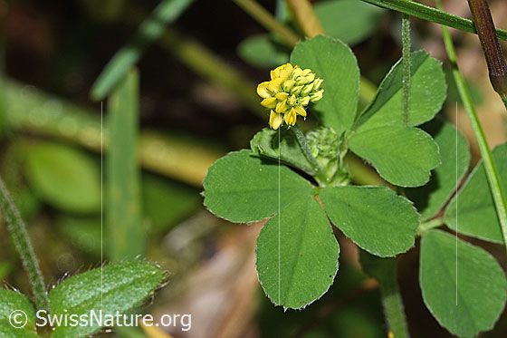 Photo: Medicago lupulina. Blossom and leaves.