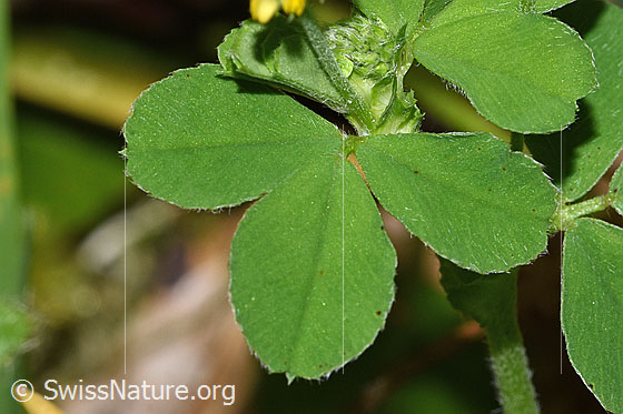 Photo: Medicago lupulina. Leaves.