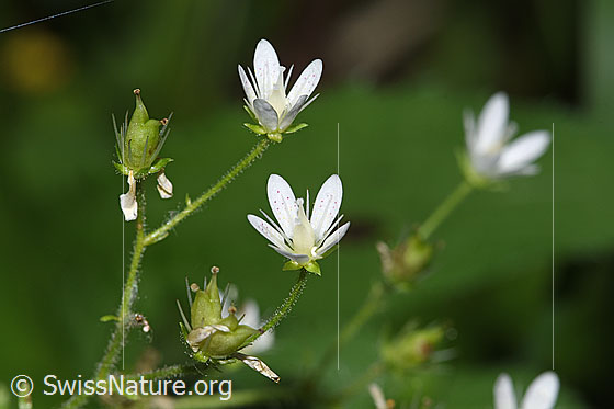 Photo: Saxifraga rotundifolia. Blossoms. Height of the plant = 40cm.