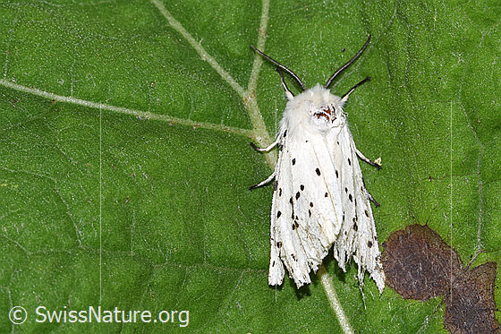 Foto: Breitflügeliger Fleckleibbär (Spilosoma lubricipeda). Länge ohne Fühler = 24mm. Flügel geschlossen. Ansicht von oben.