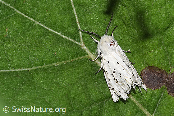 Breitflügeliger Fleckleibbär (Spilosoma lubricipeda)