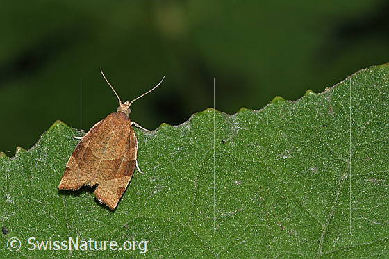 Zimtfarbener Wickler (Pandemis cinnamomeana) Zimtfarbener Wickler (Pandemis cinnamomeana)