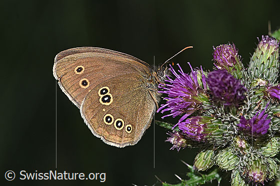 Foto: Brauner Waldvogel (Aphantopus hyperantus) auf Sumpf-Kratzdistel (Cirsium palustre). Flügel geschlossen. Ansicht von der Seite.