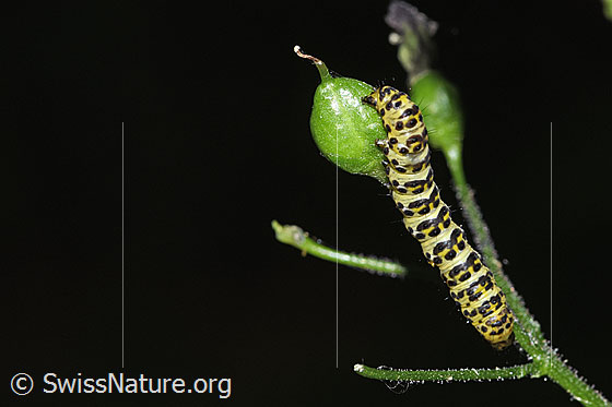 Shargacucullia scrophulariae caterpillar on Scrophularia nodosa Shargacucullia scrophulariae caterpillar on Scrophularia nodosa