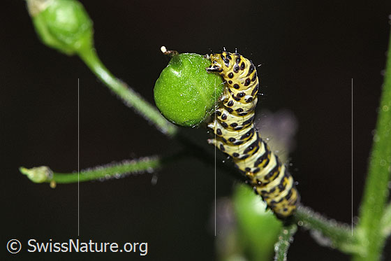 Foto: Raupe des Braunwurz-Mönch (Shargacucullia scrophulariae) auf Knotiger Braunwurz (Scrophularia nodosa). Ansicht von seitlich oben.