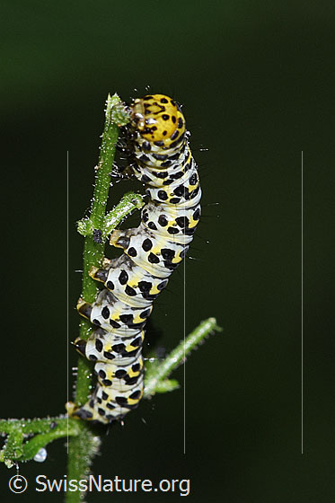 Foto: Raupe des Braunwurz-Mönch (Shargacucullia scrophulariae) auf Knotiger Braunwurz (Scrophularia nodosa). Länge ca. 2cm. Ansicht von der Seite.