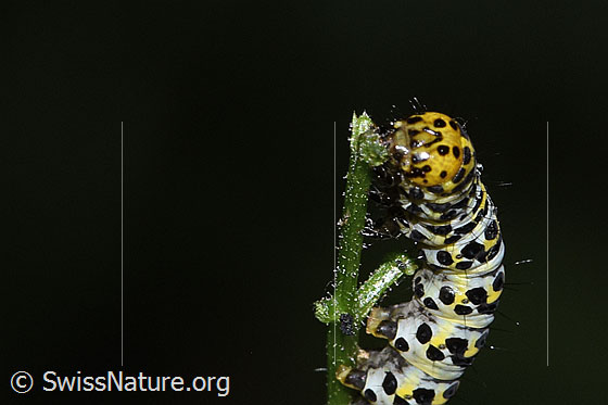 Foto: Raupe des Braunwurz-Mönch (Shargacucullia scrophulariae) auf Knotiger Braunwurz (Scrophularia nodosa). Kopf und Vorderteil der Raupe.