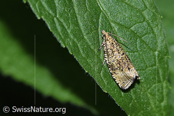Photo: Probably Orthotaenia undulana. Wings closed. View from diagonally above.