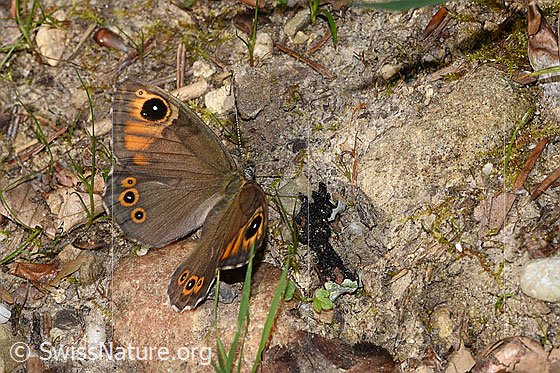 Photo: Lasiommata maera. Wings half open. View from the side above.
