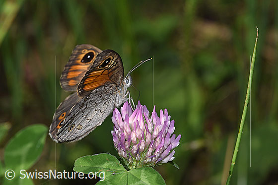 Photo: Lasiommata maera on Trifolium pratense. Wing three-quarters open. View from the side, looking up.