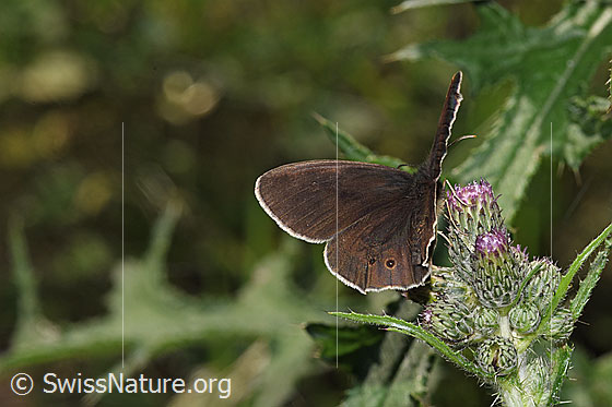 Photo: Aphantopus hyperantus on Cirsium palustre. Wings half open. View from side back.