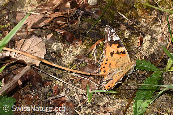 Photo: Vanessa cardui. Wings half open. View from diagonally above.
