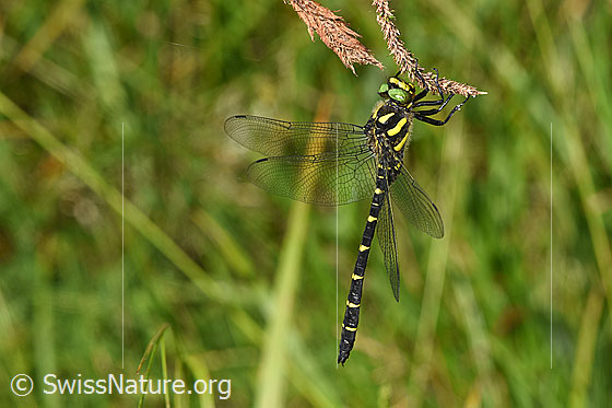 Photo: Cordulegaster bidentata. Resting on a stalk. View from the side.