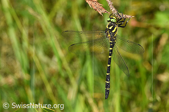 Photo: Cordulegaster bidentata. Resting on a stalk. View from the side above.