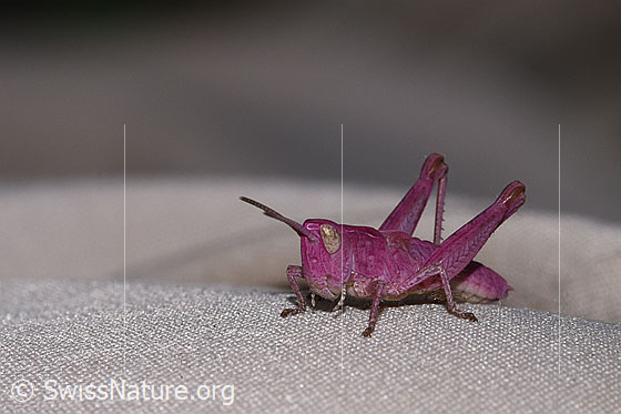 Photo: Probably Chorthippus vagans. Length 12mm. Nymph stage 3. View from side front. The purple grasshopper appears to be affected by erythrism (a genetically determined color mutation).