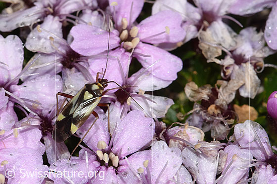 Photo: Grypocoris sexguttatus on Silene acaulis. Length 6.5 - 8.2mm. View from above.