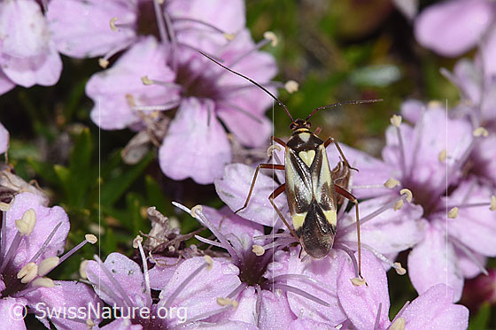 Photo: Grypocoris sexguttatus on Silene acaulis. Length 6.5 - 8.2mm. View from above.