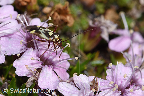 Photo: Grypocoris sexguttatus on Silene acaulis. Length 6.5 - 8.2mm. View from diagonally above.