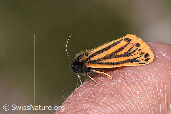 Photo: Setina aurita. Wings closed. View from the side.