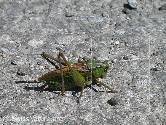 Foto: Warzenbeisser (Decticus verrucivorus), Männchen
Lat.: Decticus verrucivorus
Familie: Tettigoniidae (Laubheuschrecken)
Unterfamilie: Tettigoniinae (Katydiden oder auch Buschgrillen)