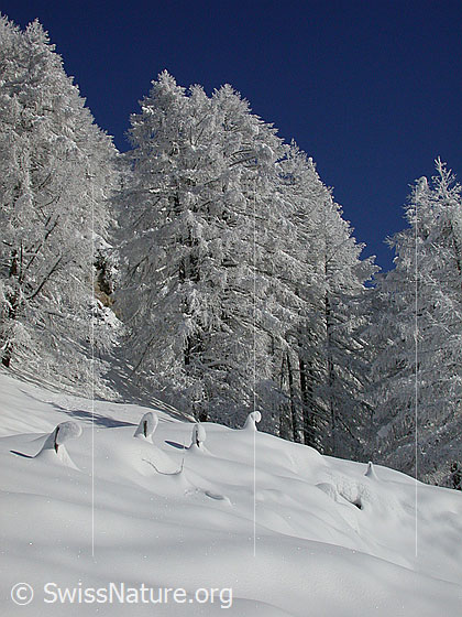 Foto: Verschneite Landschaft