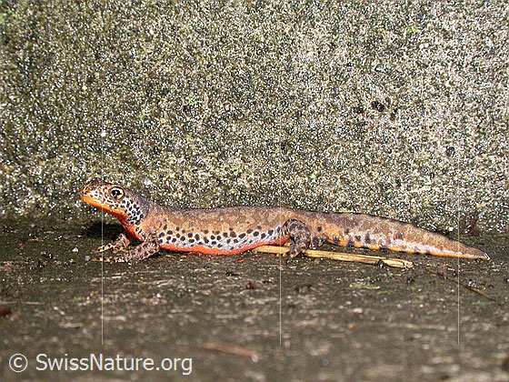 Foto: Bergmolch (Ichthyosaura alpestris). Ansicht von der Seite.