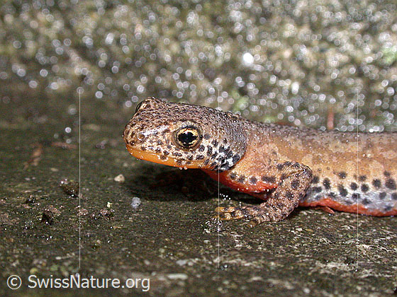 Foto: Bergmolch (Ichthyosaura alpestris). Kopf. Ansicht von der Seite.