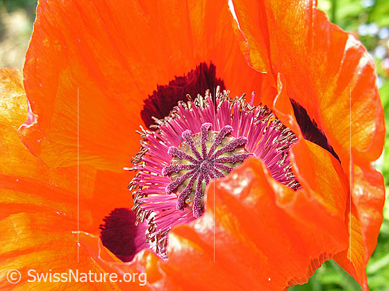 Foto: Schlaf-Mohn, Blüte
Lat.: Papaver somniferum
Familie: Papaveraceae