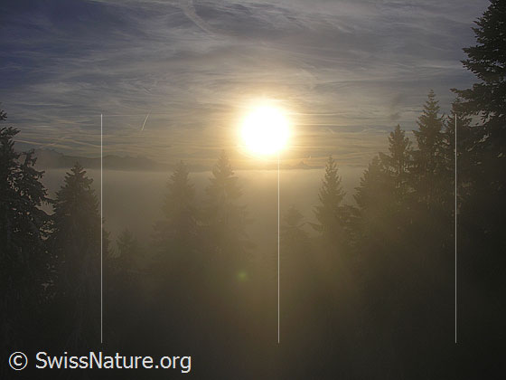 Foto: Abendstimmung mit Nebelmeer und Tannen im Gegenlicht.