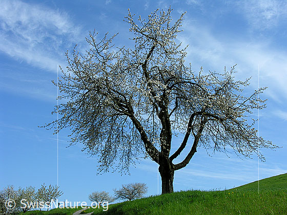 Foto: Stattlicher Kirschbaum auf grüner Wiese bei blauem Himmel mit Schleierwolken. Im Hintergrund sind weitere blühende Kirschbäume zu sehen.