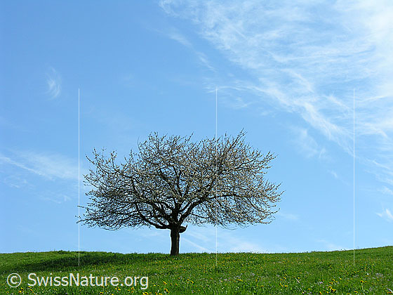 Foto: Stattlicher Kirschbaum auf grüner Wiese bei blauem Himmel und Schleierwolken.