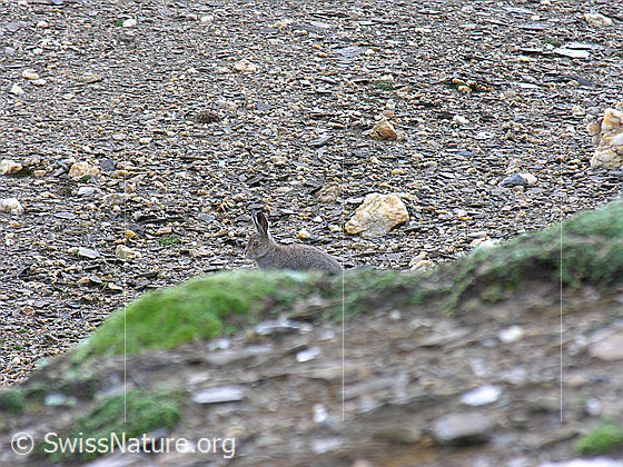 Foto: Schneehase (Lepus timidus) in natürlicher Umgebung.
Umgebung: Schutthalde mit wenig Pflanzen. Höhe: ca. 2900m ü.M.
Lat.: Lepus timidus
Familie: Leporidae (Hasen)
Gattung: Lepus (Echte Hasen)