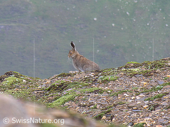Foto: Schneehase (Lepus timidus) in natürlicher Umgebung. Vor Abgrund sitzend. 
Umgebung: Schutthalde mit wenig Bewuchs. Höhe: ca. 2900m ü.M.
Lat.: Lepus timidus
Familie: Leporidae (Hasen)
Gattung: Lepus (Echte Hasen)
