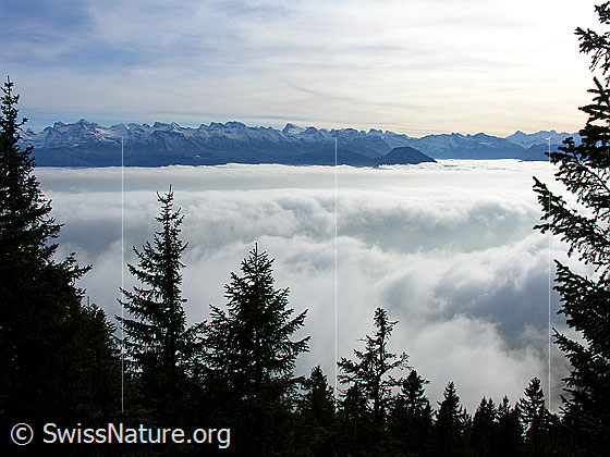 Foto: Blick zwischen Tannen auf ein Nebelmeer über der Zentralschweiz. Im Hintergrund sind Uri-Rotstock, Wissigstock, Engelberger Rotstock, Ruchstock, Titlis und Buochserhorn zu sehen.