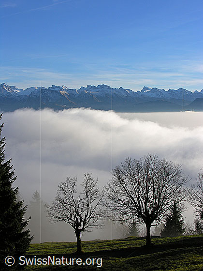 Foto: Laubbäume im Streiflicht an der Nebelgrenze. Über dem Nebelmeer sind Uri-Rotstock, Wissigstock, Engelberger Rotstock, Ruchstock und Titlis zu sehen.