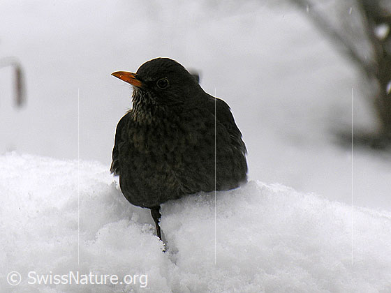 Foto: Amsel (Schwarzdrossel) im Schnee