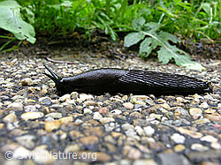 Rote Wegschnecke oder Schwarze Wegschnecke (03.06.2007, C028230) Rote Wegschnecke oder Schwarze Wegschnecke (03.06.2007, C028230)